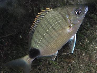 Spottail Pinfish - Diplodus holbrookii - Blue Heron Bridge, Florida