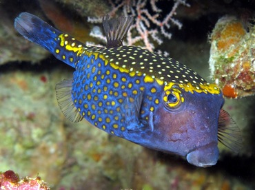 Spotted Boxfish - Ostracion meleagris - Dumaguete, Philippines