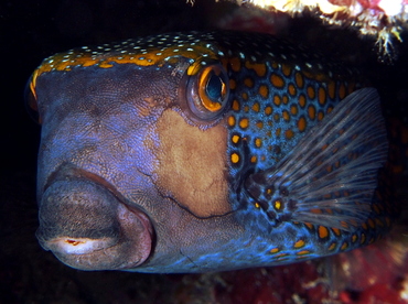 Spotted Boxfish - Ostracion meleagris - Fiji