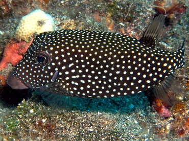 Spotted Boxfish - Ostracion meleagris - Big Island, Hawaii