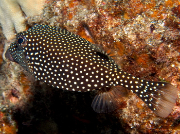 Spotted Boxfish - Ostracion meleagris - Big Island, Hawaii