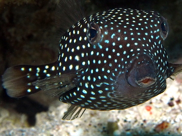 Spotted Boxfish - Ostracion meleagris - Big Island, Hawaii