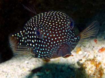 Spotted Boxfish - Ostracion meleagris - Big Island, Hawaii