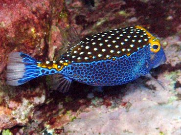 Spotted Boxfish - Ostracion meleagris - Maui, Hawaii