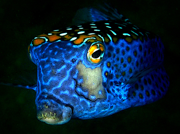 Spotted Boxfish - Ostracion meleagris - Cabo San Lucas, Mexico