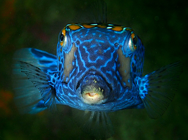 Spotted Boxfish - Ostracion meleagris - Cabo San Lucas, Mexico