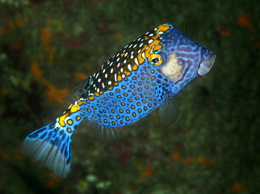 Spotted Boxfish - Ostracion meleagris - Cabo San Lucas, Mexico