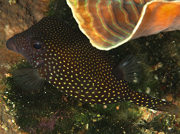 Spotted Boxfish - Ostracion meleagris - Wakatobi, Indonesia