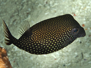 Spotted Boxfish - Ostracion meleagris - Wakatobi, Indonesia