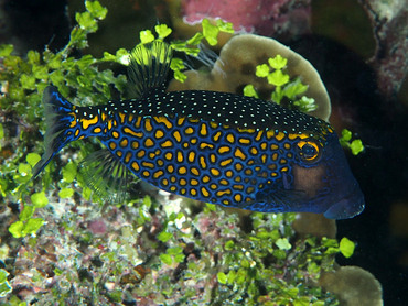 Spotted Boxfish - Ostracion meleagris - Great Barrier Reef, Australia
