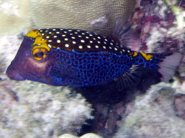 Spotted Boxfish - Ostracion meleagris - Big Island, Hawaii