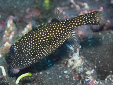 Spotted Boxfish - Ostracion meleagris - Bali, Indonesia