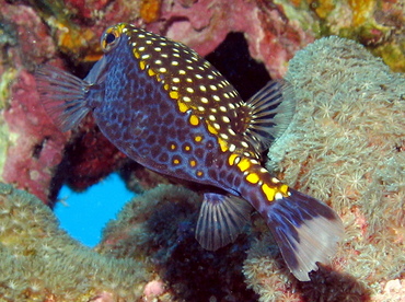 Spotted Boxfish - Ostracion meleagris - Big Island, Hawaii