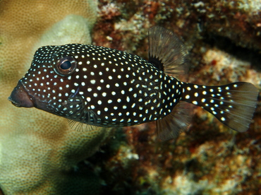 Spotted Boxfish - Ostracion meleagris - Big Island, Hawaii