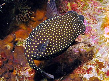 Spotted Boxfish - Ostracion meleagris - Lanai, Hawaii