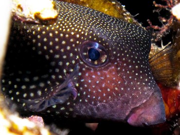 Spotted Boxfish - Ostracion meleagris - Yap, Micronesia