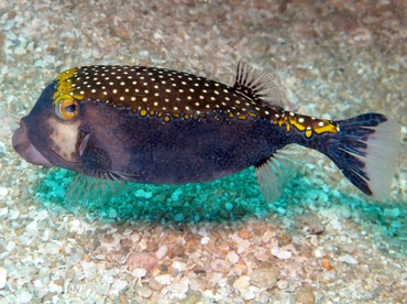 Spotted Boxfish - Ostracion meleagris - Maui, Hawaii