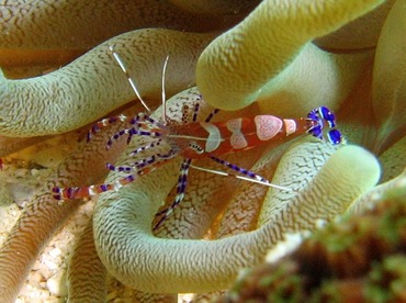 Spotted Cleaner Shrimp - Periclimenes yucatanicus - Bonaire