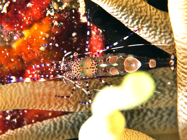 Spotted Cleaner Shrimp - Periclimenes yucatanicus - Cozumel, Mexico