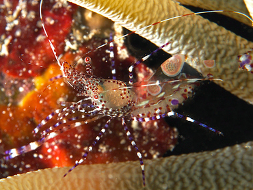 Spotted Cleaner Shrimp - Periclimenes yucatanicus - Cozumel, Mexico