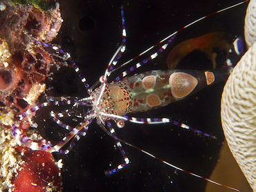 Spotted Cleaner Shrimp - Periclimenes yucatanicus - Cozumel, Mexico