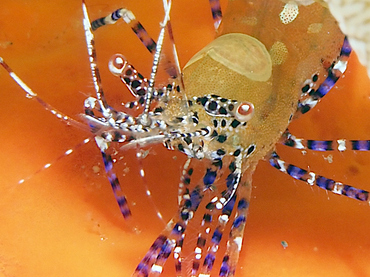 Spotted Cleaner Shrimp - Periclimenes yucatanicus - Palm Beach, Florida