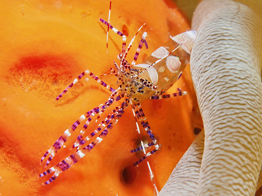 Spotted Cleaner Shrimp - Periclimenes yucatanicus - Palm Beach, Florida