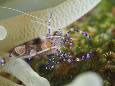 Spotted Cleaner Shrimp - Periclimenes yucatanicus - Bonaire