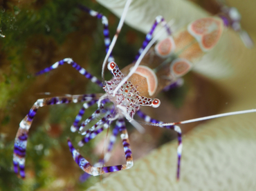 Spotted Cleaner Shrimp - Periclimenes yucatanicus - Bonaire