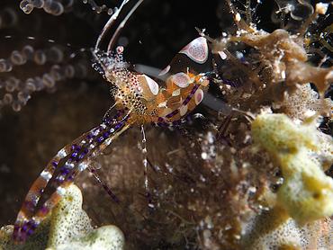 Spotted Cleaner Shrimp - Periclimenes yucatanicus - British Virgin Islands