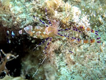 Spotted Cleaner Shrimp - Periclimenes yucatanicus - British Virgin Islands