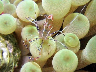 Spotted Cleaner Shrimp - Periclimenes yucatanicus - Bonaire