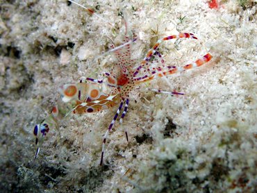 Spotted Cleaner Shrimp - Periclimenes yucatanicus - St John, USVI