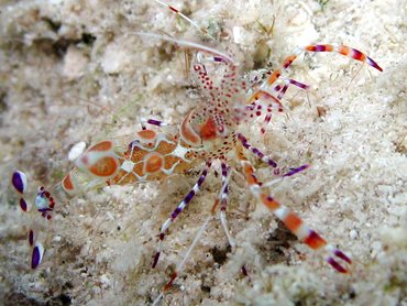 Spotted Cleaner Shrimp - Periclimenes yucatanicus - St John, USVI