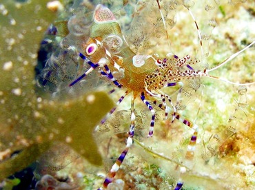 Spotted Cleaner Shrimp - Periclimenes yucatanicus - St Thomas, USVI