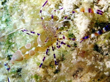 Spotted Cleaner Shrimp - Periclimenes yucatanicus - St Thomas, USVI