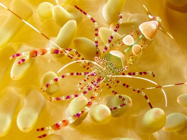 Spotted Cleaner Shrimp - Periclimenes yucatanicus - Cozumel, Mexico