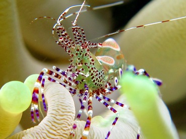 Spotted Cleaner Shrimp - Periclimenes yucatanicus - Cozumel, Mexico