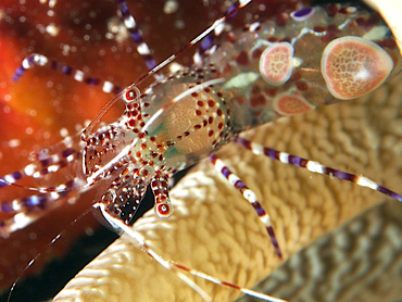 Spotted Cleaner Shrimp - Periclimenes yucatanicus - Cozumel, Mexico