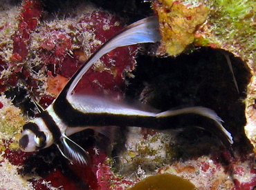 Spotted Drum - Equetus punctatus - Grand Cayman