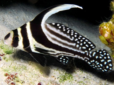 Spotted Drum - Equetus punctatus - Cozumel, Mexico