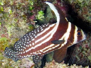 Spotted Drum - Equetus punctatus - Cozumel, Mexico