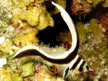 Spotted Drum - Equetus punctatus - Nassau, Bahamas