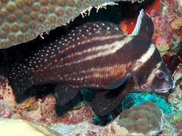 Spotted Drum - Equetus punctatus - Bonaire