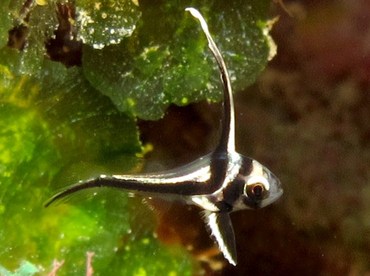 Spotted Drum - Equetus punctatus - Bonaire