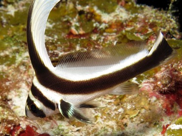 Spotted Drum - Equetus punctatus - Cozumel, Mexico