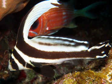 Spotted Drum - Equetus punctatus - Turks and Caicos