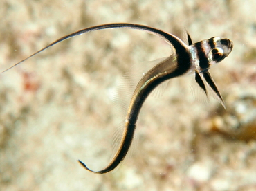 Spotted Drum - Equetus punctatus - Cozumel, Mexico