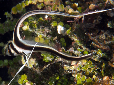 Spotted Drum - Equetus punctatus - Cozumel, Mexico