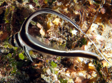 Spotted Drum - Equetus punctatus - Cozumel, Mexico